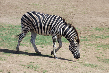Fototapeta na wymiar Plains zebra also known as the common zebra. The zebra is walking and grazing. Brown dirt in the background. Equus quagga
