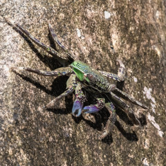 Green crab with purple claws