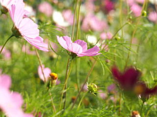 Beautiful cosmos flowers blooming in garden