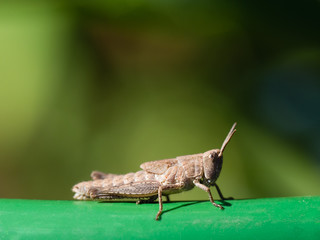 Meadow grasshopper on the on a blurred background.
