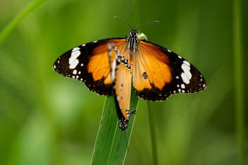 Fototapeta na wymiar Lesser Wanderer Butterfly also known as Danaus chrysippus.