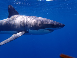 Naklejka premium Great White Shark photographed off the Neptune Islands