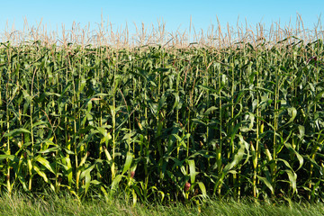 corn field on a sunny day