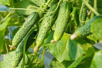 Fresh ripe cucumbers growing in greenhouse close up.
