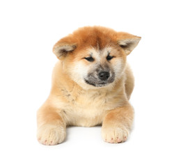 Cute Akita Inu puppy on white background. Baby animal