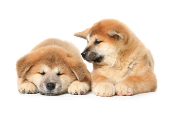 Cute Akita Inu puppies on white background. Baby animals