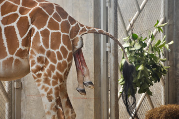 Baby giraffe is giving birth on the land