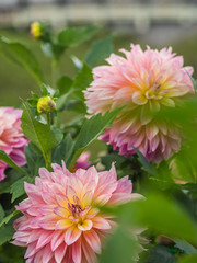 Obraz premium ダリア