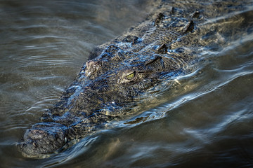 High Angle View Of Crocodile Swimming In Lake
