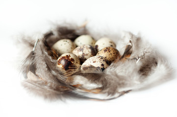 quail eggs and feathers on white background