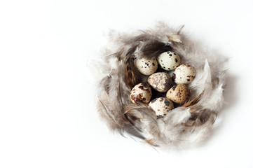 Naklejka na ściany i meble quail eggs and feathers on white background