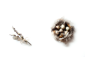 quail eggs and feathers on white background