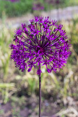 Purple onion flower. Allium Flower.  Natural background.