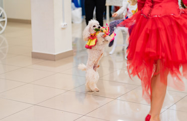 trained circus dog poodle at the performance