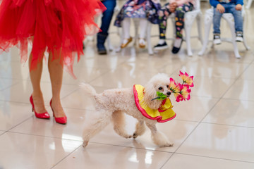 trained circus dog poodle at the performance