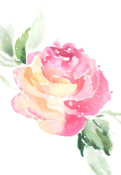 Pink watercolor rose illustration
