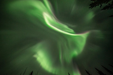 Looking up into Aurora Borealis Northern Lights Yukon Territory Canada with bright green dancing bands across the northern wilderness sky with tourism, travel, tour, road trip views.	