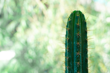 Close up top of green thorn cactus plant with blurred background in Houseplant gardening.