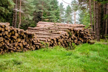 Sawn pine trunks lie on the grass