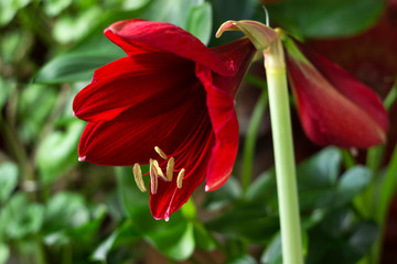Red amaryllis flower on a green background. Flower blooming, room Lily blooms, plant at home. Nature