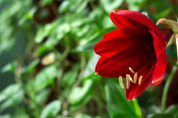 Fototapeta premium Red amaryllis flower on a green background. Flower blooming, room Lily blooms, plant at home. Nature