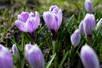 Purple crocuses. Crocuses bloom in early spring.