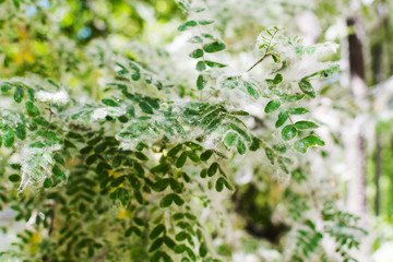 poplar fluff covers the leaves of trees