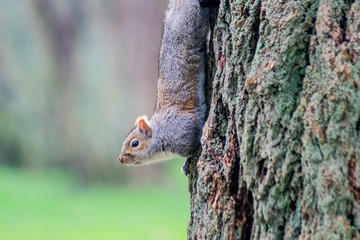 squirrel resting in a tree