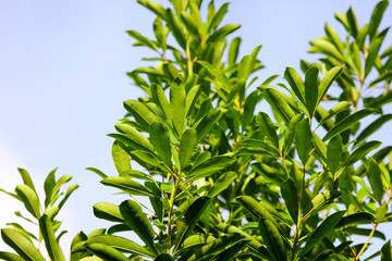 Green leaves of a plant against a blue sky