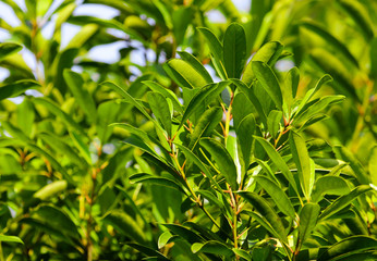 Leaves on a tree in a park