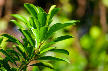 Leaves on a tree in a park