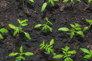 tomato seedlings close-up. the view from the top