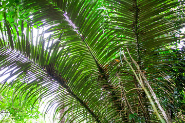 Fototapeta na wymiar A large branch of a palm leaf