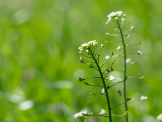 ナズナのクローズアップ