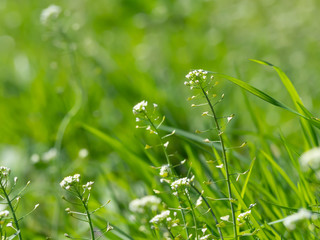 ナズナのクローズアップ