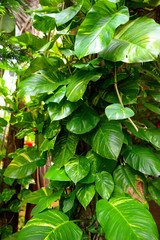 Large green leaves of creeper