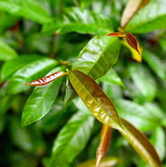 Large green leaves of creeper