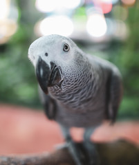 Portrait of a parrot in the park