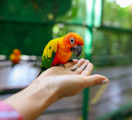A parrot eats a seed from the hands of a man in the park.