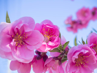 Obraz premium 満開の濃いピンクの花桃の花