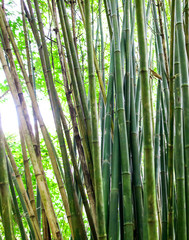 Bamboo stalks as a background
