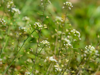 ナズナのクローズアップ