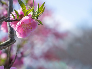 満開の濃いピンクの花桃の花