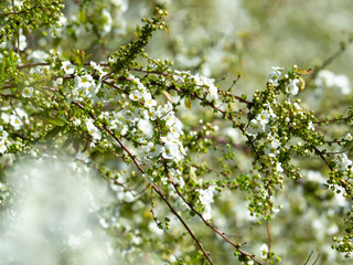 満開のユキヤナギの花