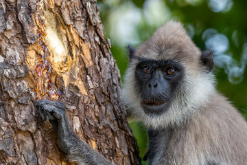 Tufted Gray Langur, photographed at Yala National Park Block 5 in Sri Lanka