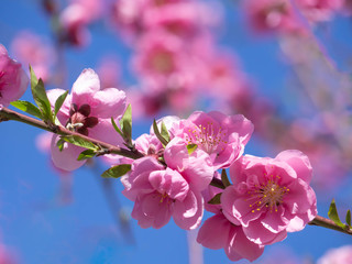 Fototapeta na wymiar 満開の濃いピンクの花桃の花