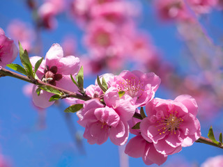 満開の濃いピンクの花桃の花