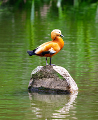 A duck sits on a stone on a pond