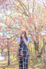 Smiling woman traveler in pink sakura blossom park at doi inthanon landmark chiang mai thailand with backpack holding vintage camera on holiday, relaxation concept, travel concept