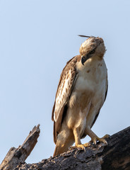 The Changeable Hawk-Eagle or Crested Hawk-Eagle photographed at Yala National Park Block 5 in Sri Lanka